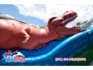 Giant T-Rex double slide water rental in Austin with two racing lanes, perfect for Georgetown birthday parties and events