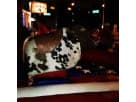 Renta de toro mecánico con cuero real en Houston, ideal para eventos con capacidad de 30 jinetes por hora.